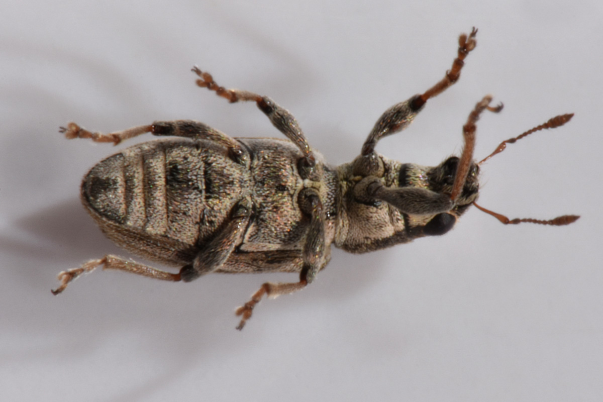 Curculionidae: Sitona lineatus? S !